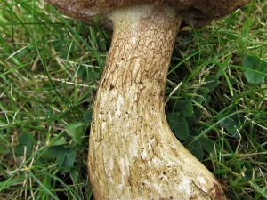 Bitter Bolete stem