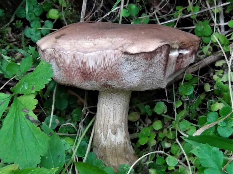 Bitter Bolete