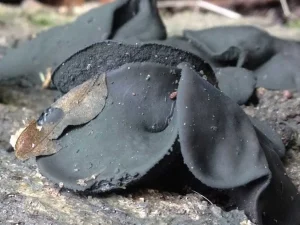 Black Bulgar body