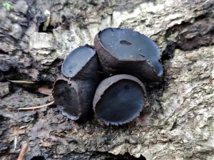 Black Bulgar gallery 2