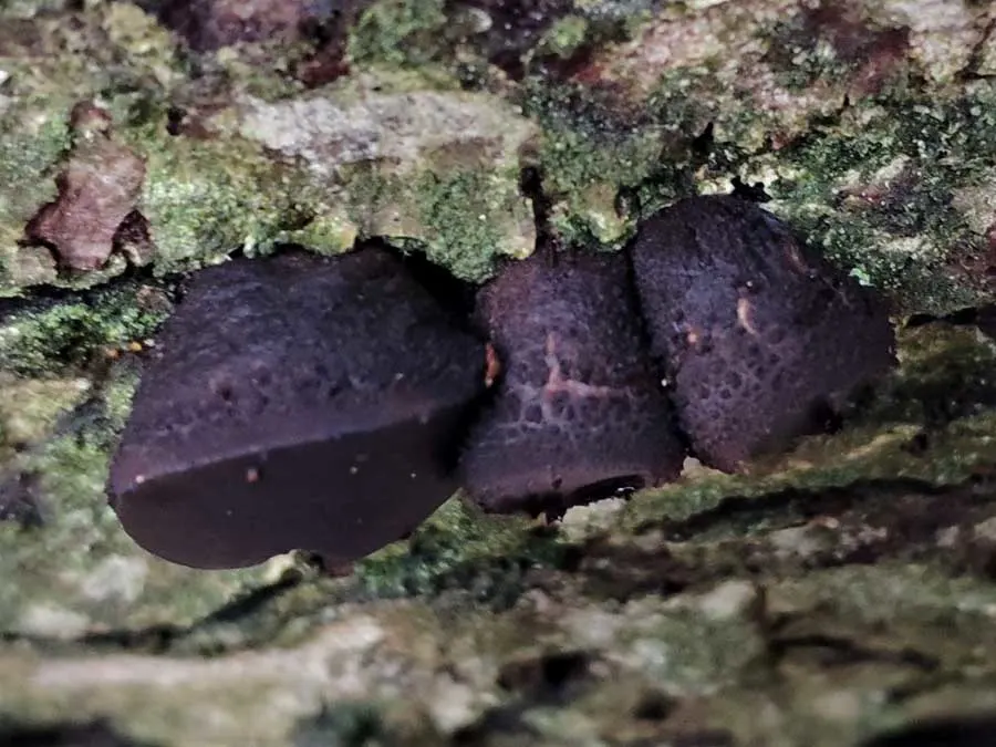 Black Bulgar gills