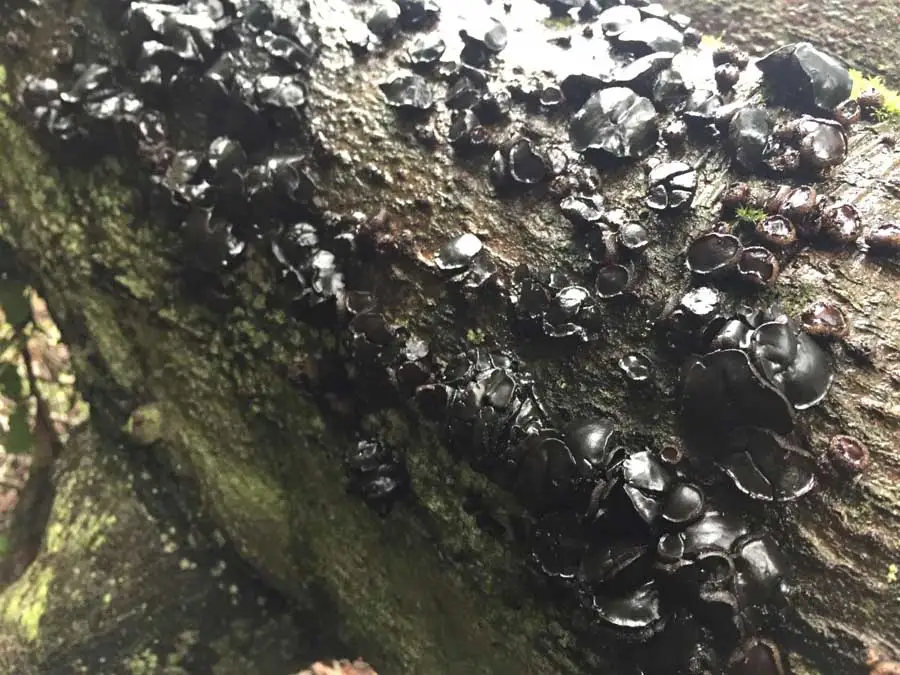 Black Bulgar habitat