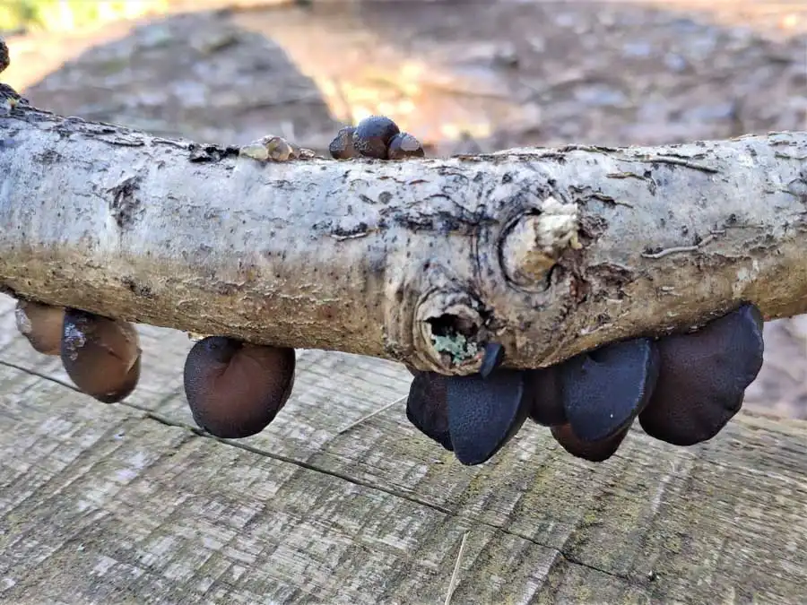 Black Bulgar possible confusion