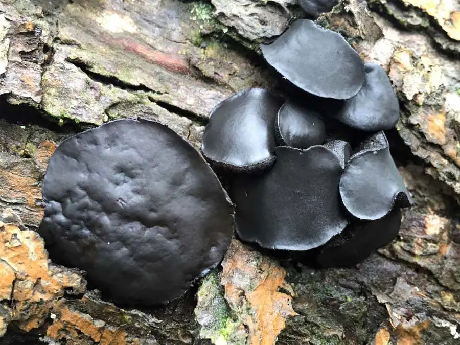 Black Bulgar