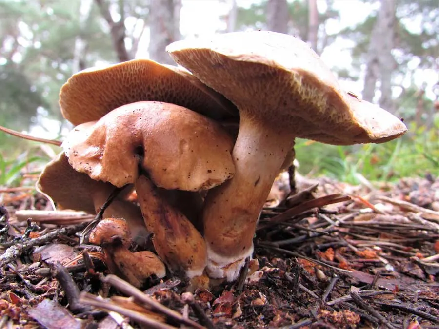 Bovine Bolete