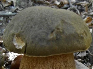 Bronze Bolete cap