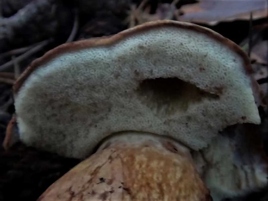 Bronze Bolete pores