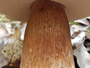 Bronze Bolete stem