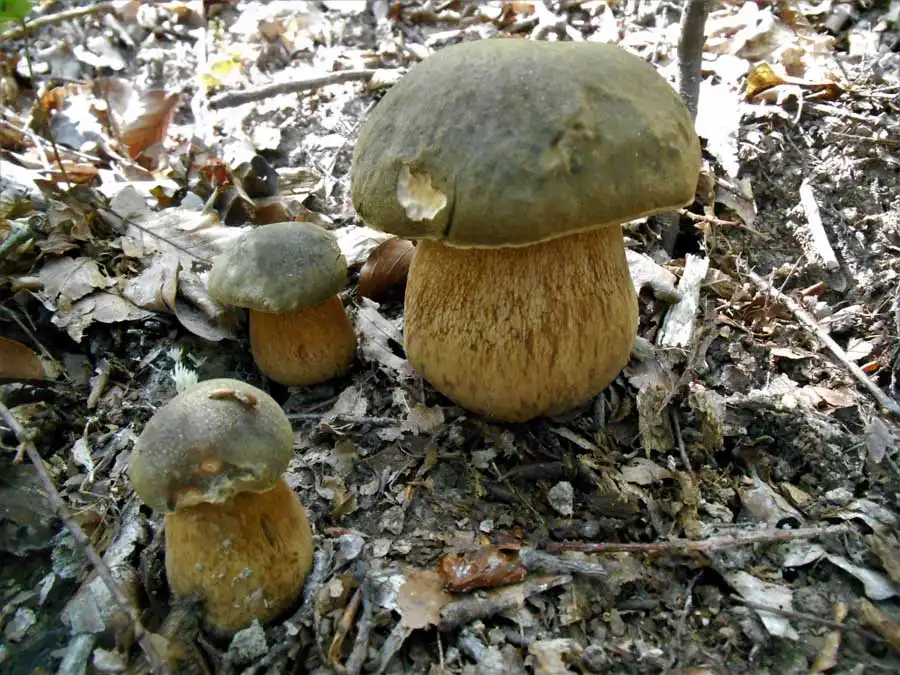 Bronze Bolete