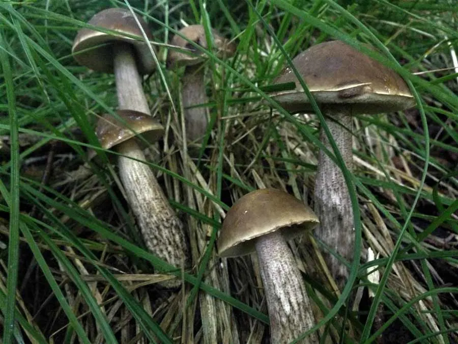 Brown Birch Bolete