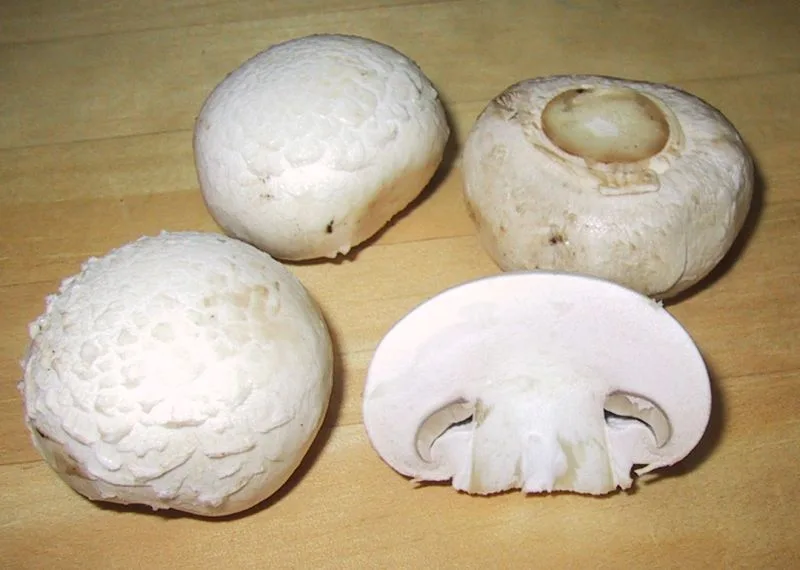 Button mushroom flesh