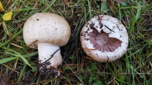 Button mushroom gallery 1