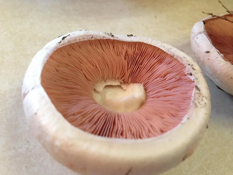 Button mushroom gills