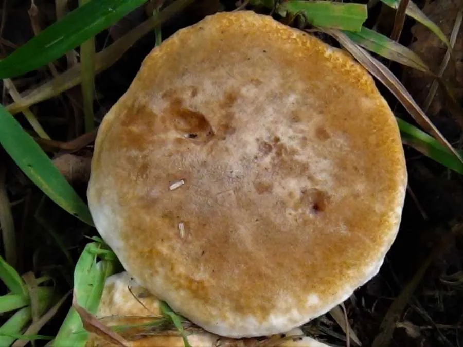Chestnut Bolete cap