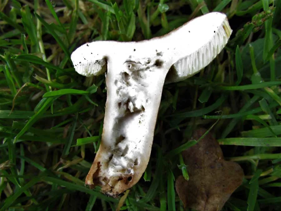 Chestnut Bolete flesh