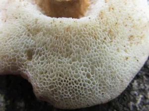 Chestnut Bolete pores