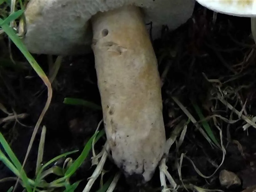 Chestnut Bolete stem