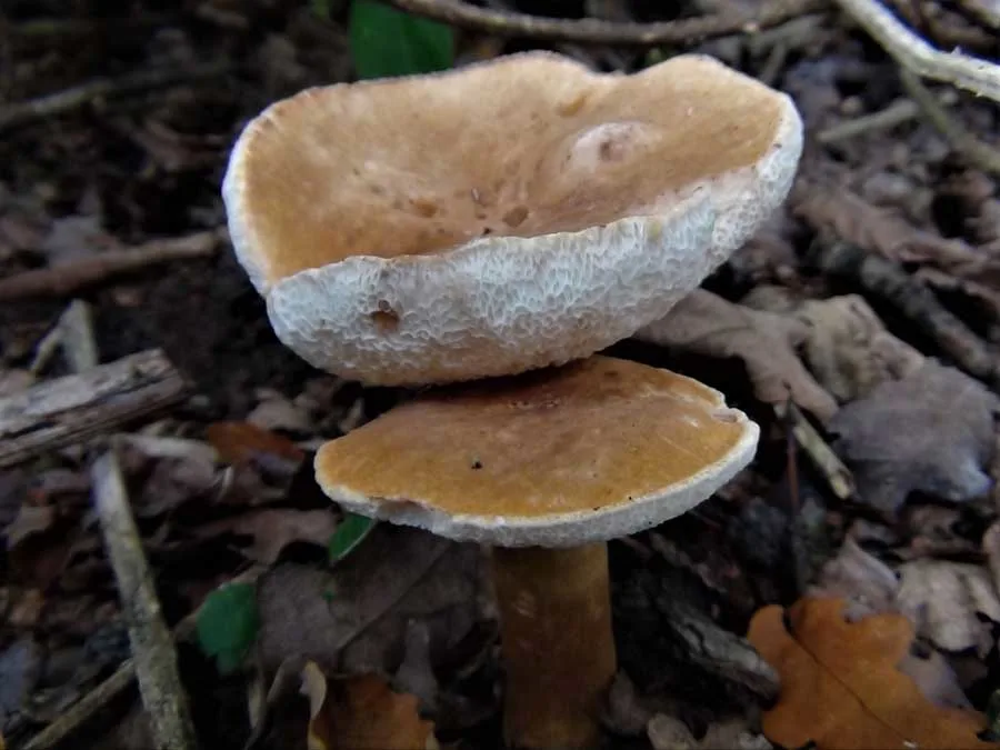 Chestnut Bolete