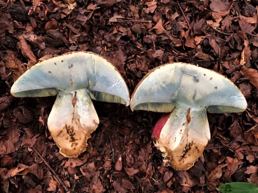 Devil’s Bolete flesh