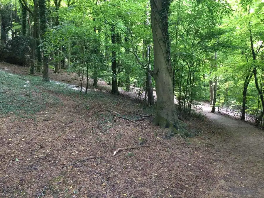 Devil’s Bolete habitat