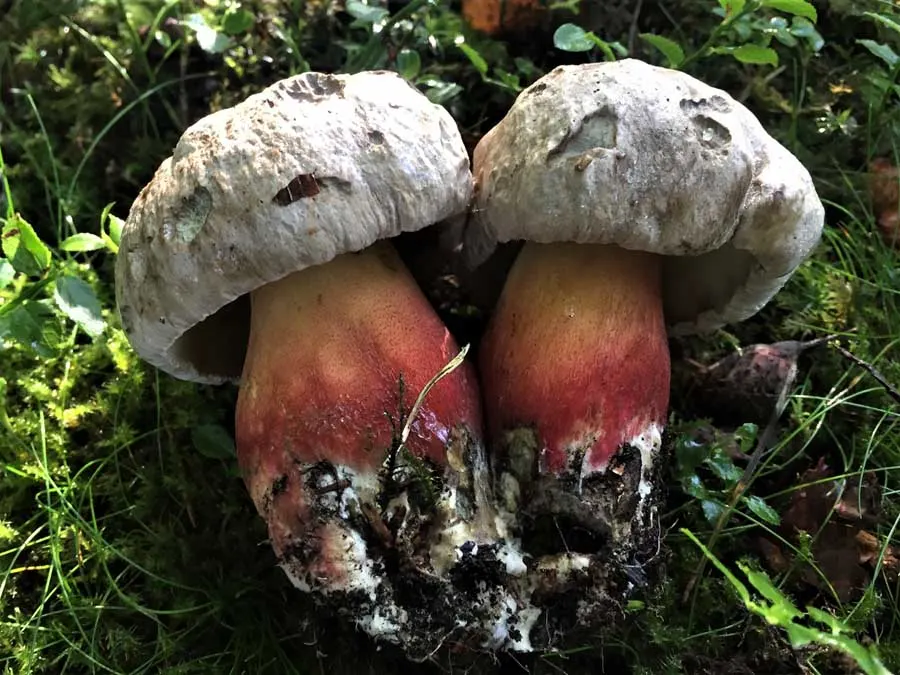 Devil’s Bolete possible confusion