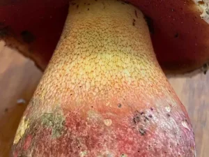 Devil’s Bolete stem
