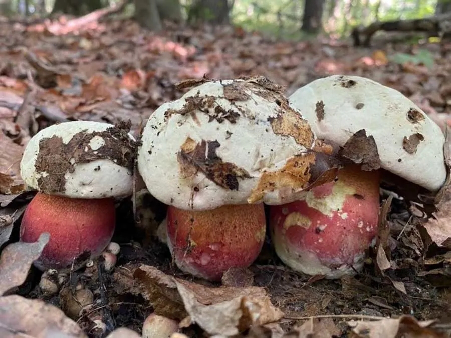 Devil’s Bolete