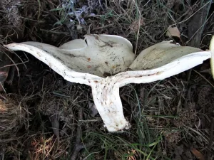 Giant Funnel flesh