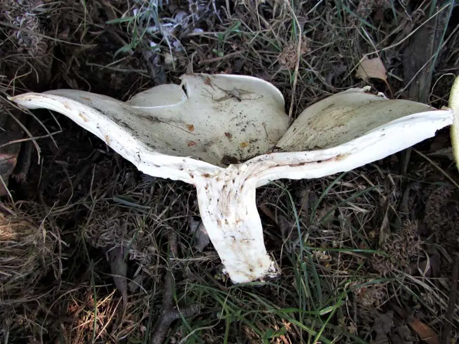 Giant Funnel flesh