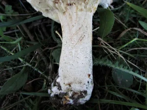 Giant Funnel stem
