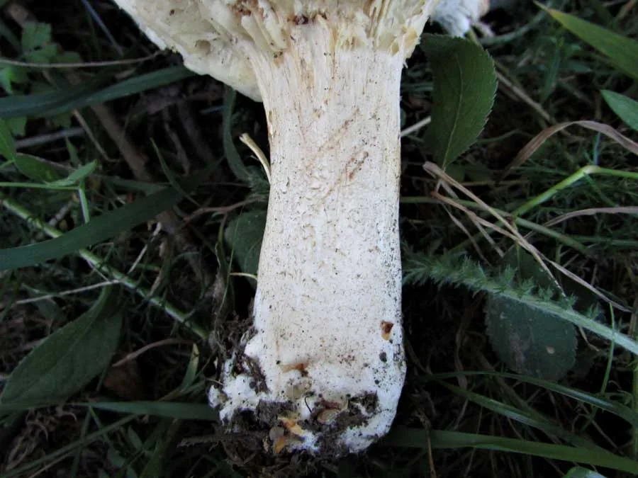 Giant Funnel stem