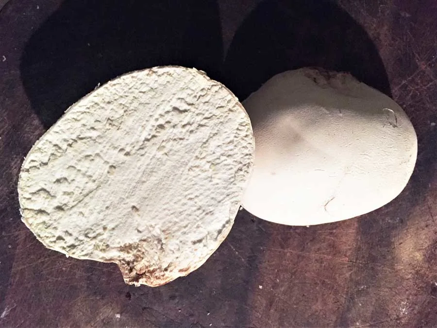Giant Puffball flesh