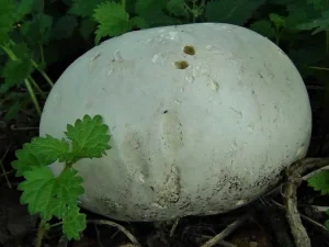 Giant Puffball fruiting body