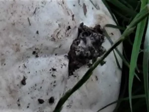 Giant Puffball stem