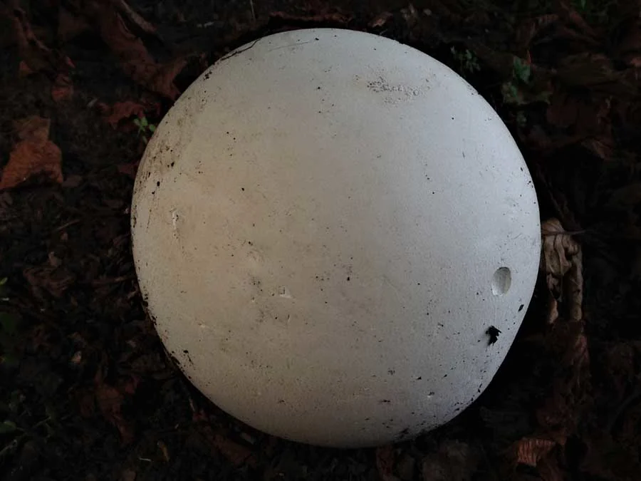 Giant Puffball