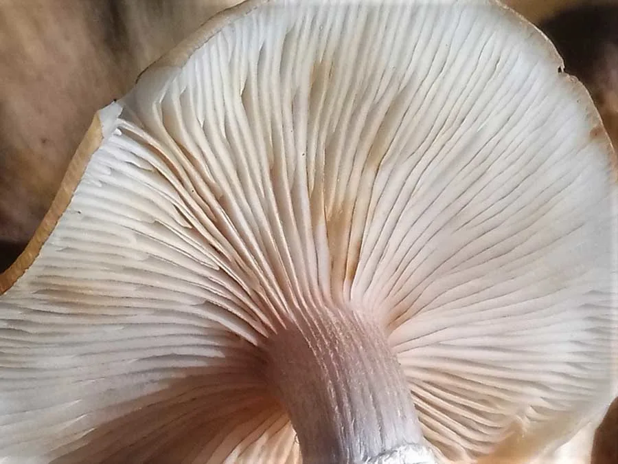 Honey Fungus gills