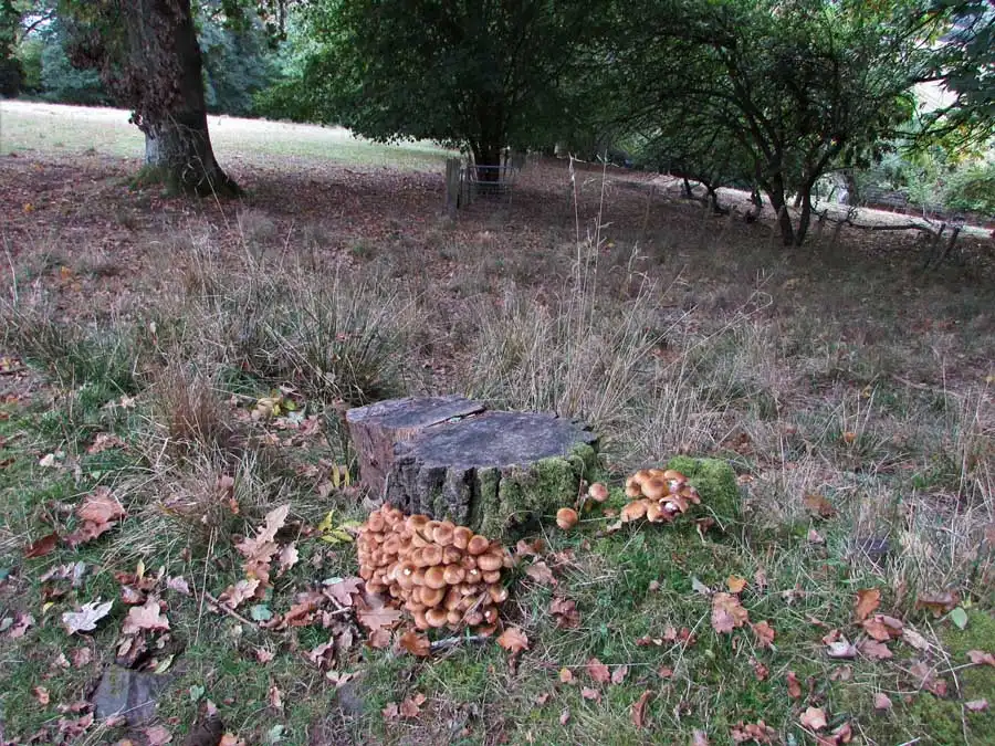 Honey Fungus habitat