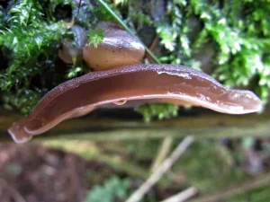 Jelly Ears flesh