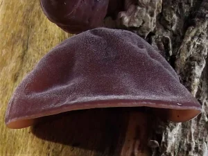 Jelly Ears fruiting body