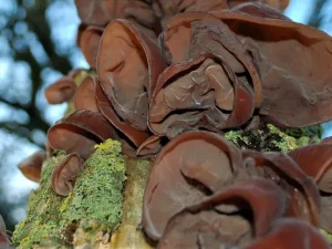 Jelly Ears pores