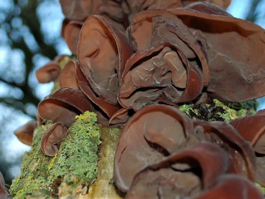 Jelly Ears pores