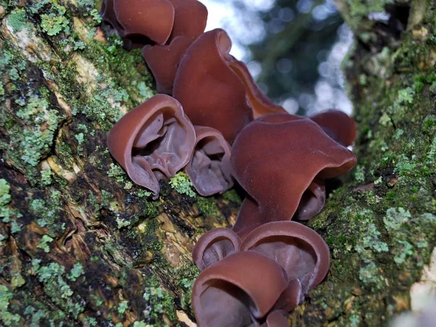 Jelly Ears