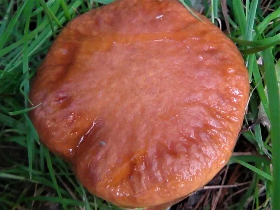 Larch Bolete cap