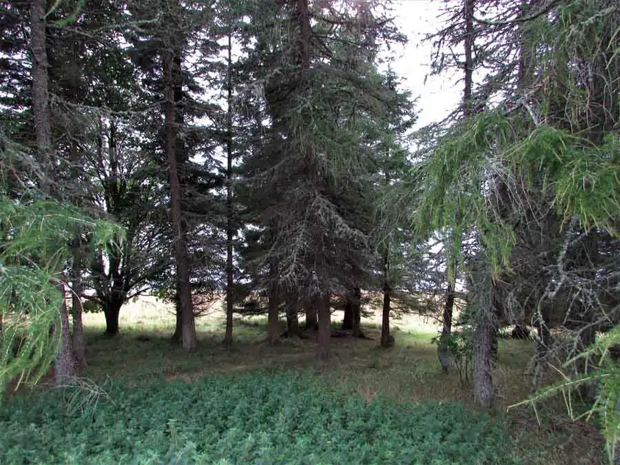 Larch Bolete habitat