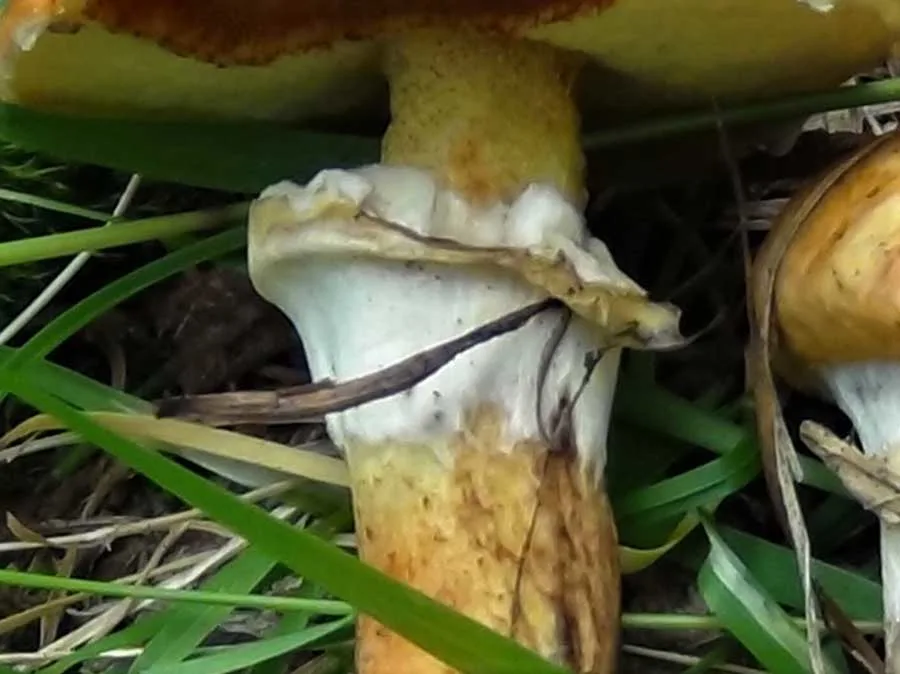 Larch Bolete skirt