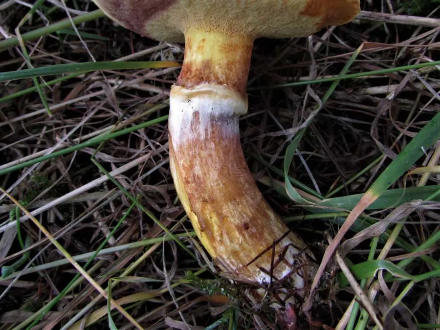 Larch Bolete stem