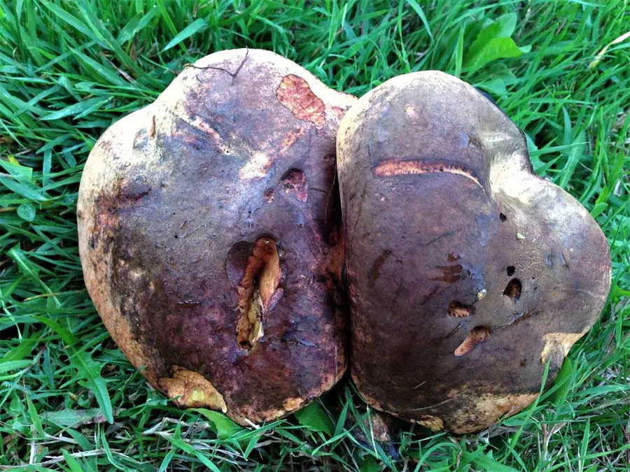 Lurid Bolete cap