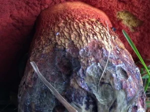 Lurid Bolete stem