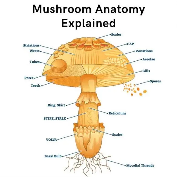 Mushroom Anatomy Explained