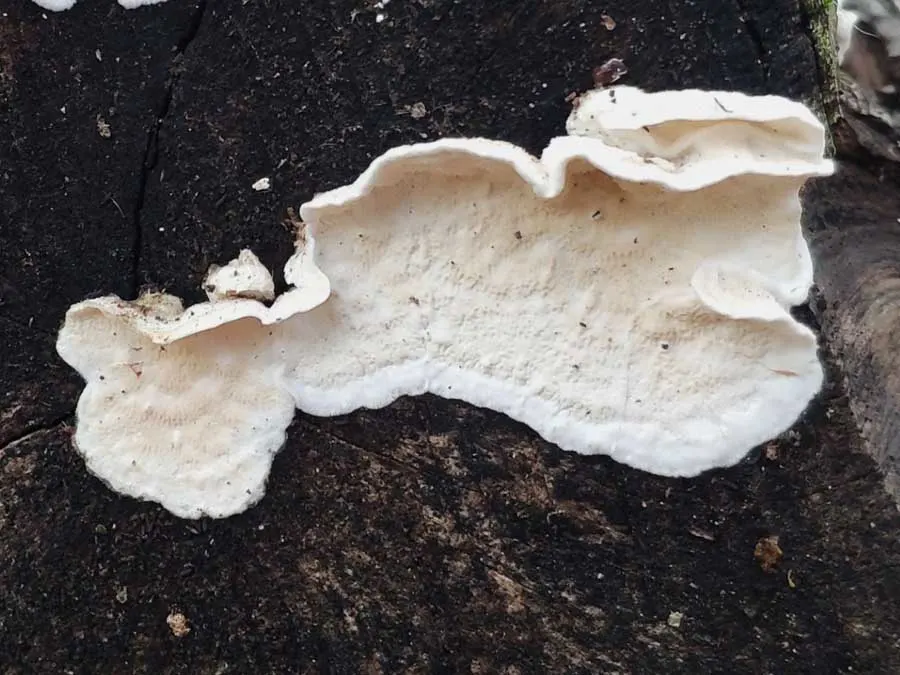 Netted Crust fruting body